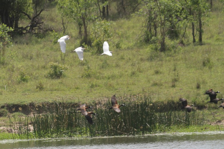 cattle-egret, white-faced duck.jpg