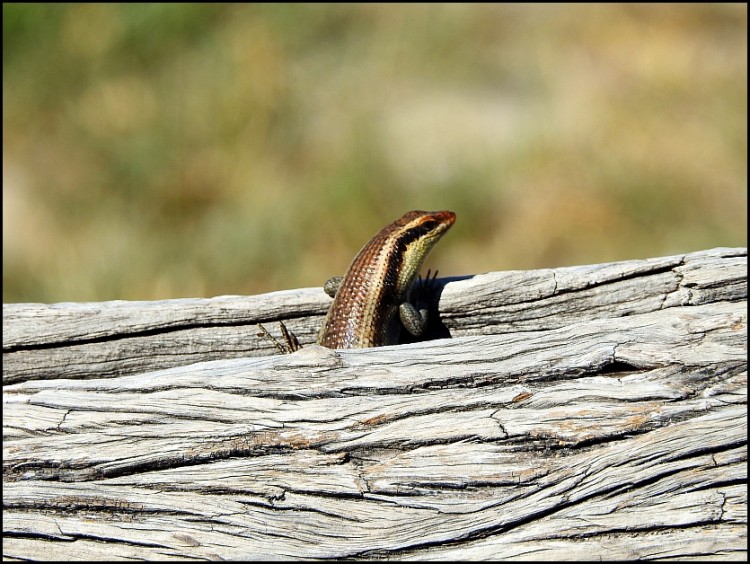 Common Striped Skink.jpg