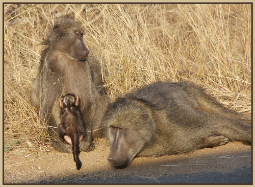 baboon.jpg