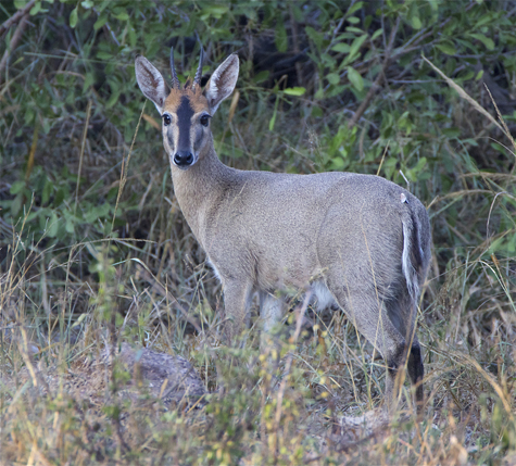 duiker.jpg