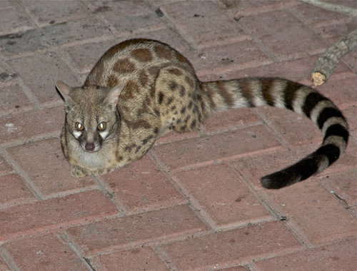 genet.jpg