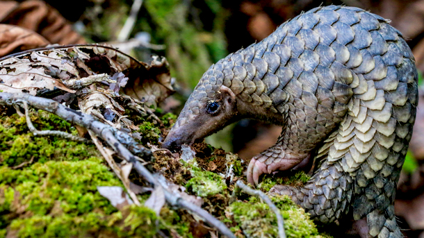 02_18_17_pangolinday_0.jpg