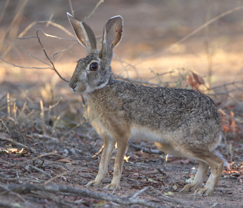 hare.jpg