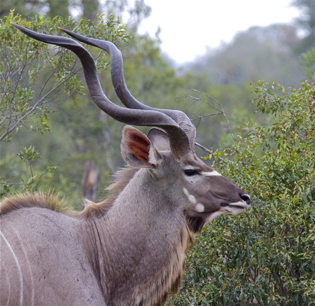 kudu.jpg