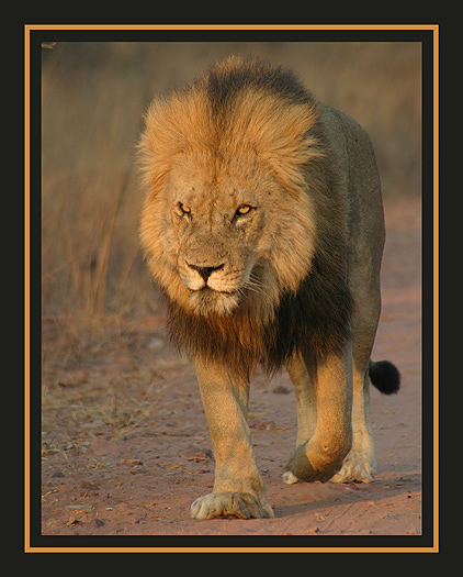 lion.jpg