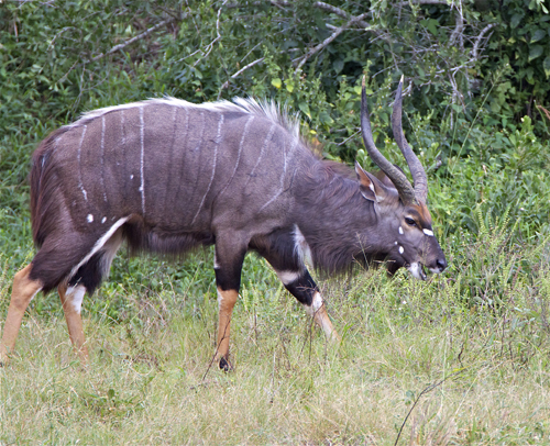 nyala.jpg