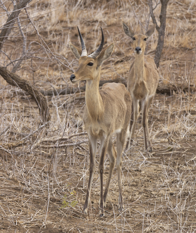 reedbuck.jpg