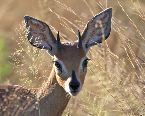 steenbok.jpg