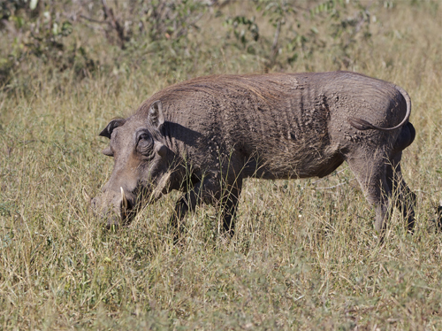 warthog.jpg