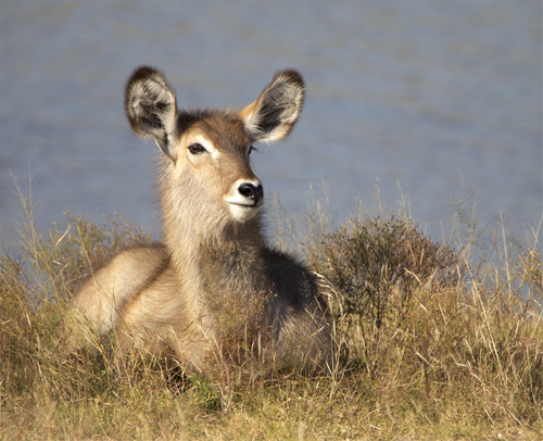 waterbuck.jpg