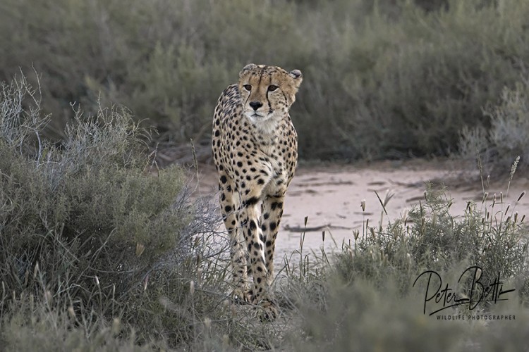 Male Cheetah Approach.jpg