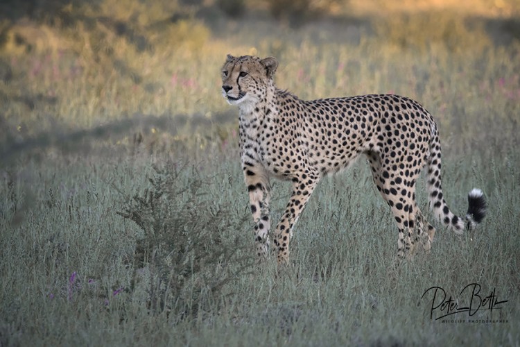 Concentrating Male Cheetah.jpg
