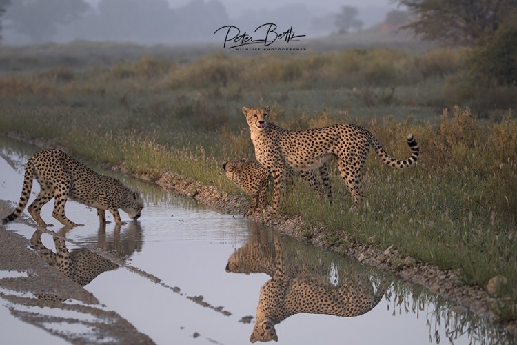 Family Cheetah Drinking.jpg