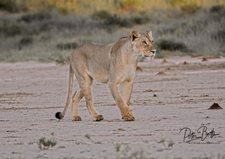 HDR Lioness.jpg