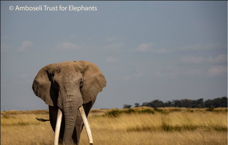 Amboseli a.jpg