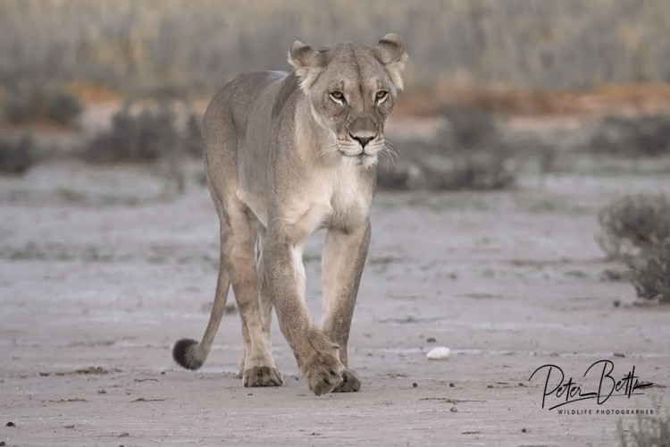 Dawn Lioness.jpg