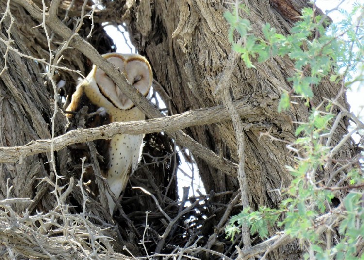 Barn Owl (2).JPG