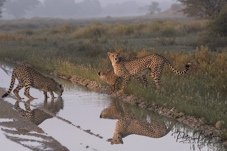 Cheetah Family Reflection.jpg