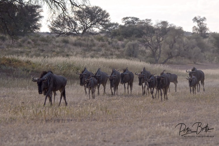 Wildebeest Trek.jpg