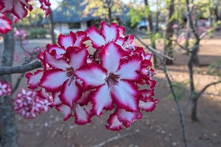 Impala Lilies.jpg