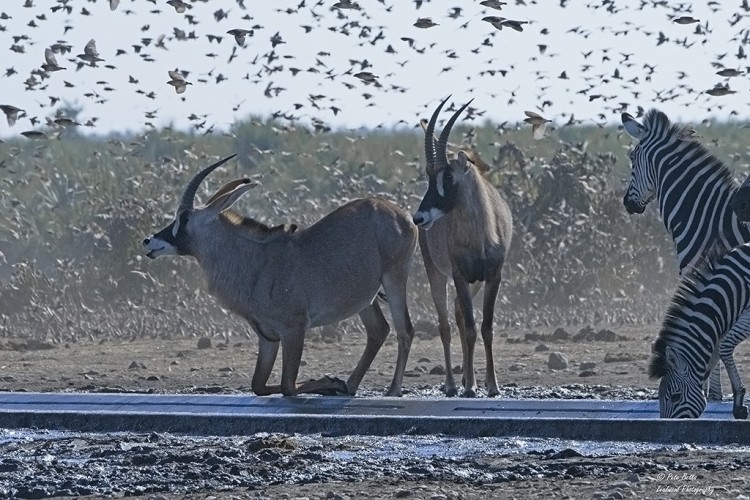 An Active waterhole.jpg