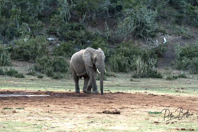 Juv Elephant.jpg