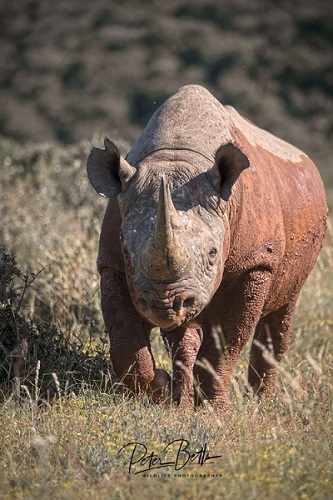 Addo Black Rhino Peter Betts.jpg