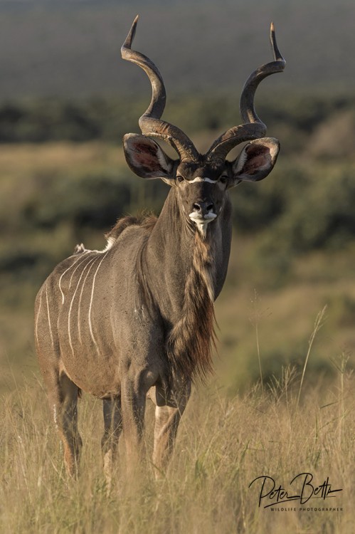 Kudu Bull.jpg