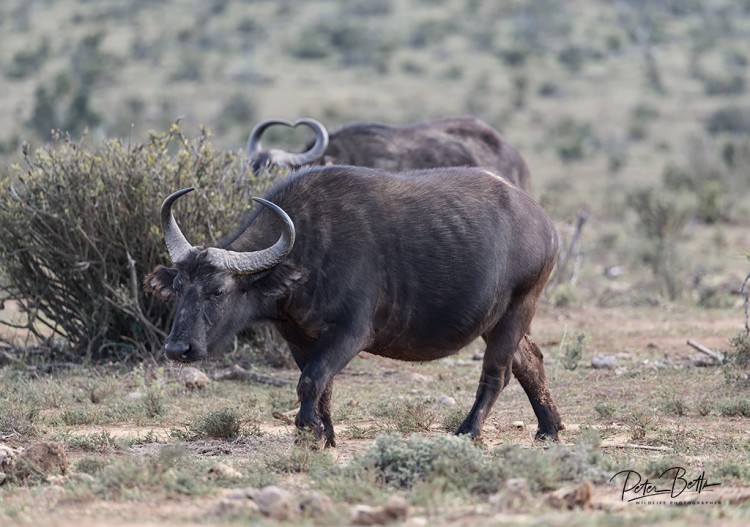 Buffalo Cow..Mpunzi Loop.jpg