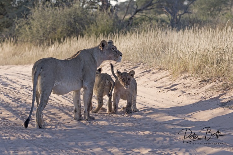 Lioness & Cubs.jpg