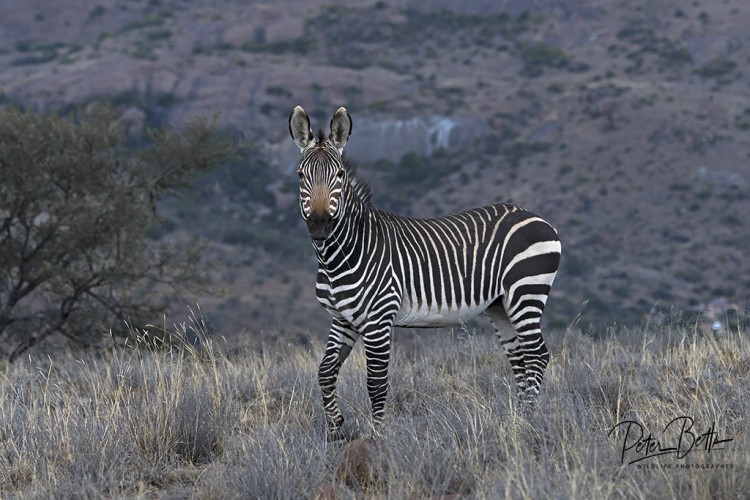 Mt Zebra Stallion.jpg