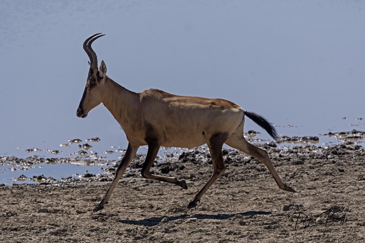 Red Hartebeest Gallop.jpg