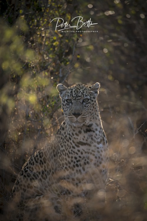 Dappled Light Leopard.jpg