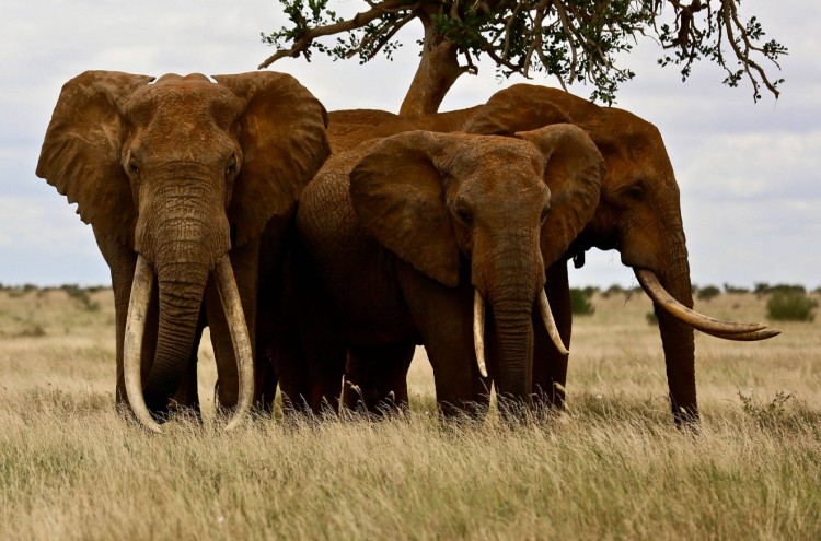 Tsavo East 19.jpg