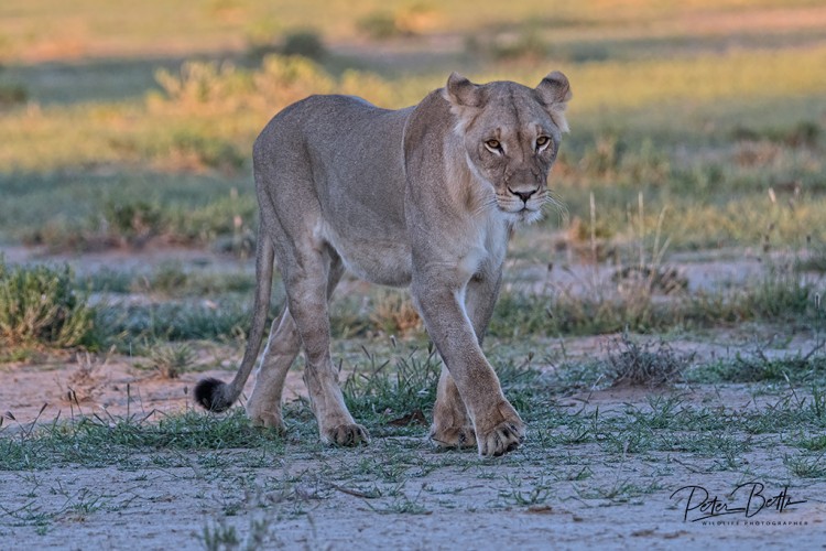 Lioness shadow walking.jpg