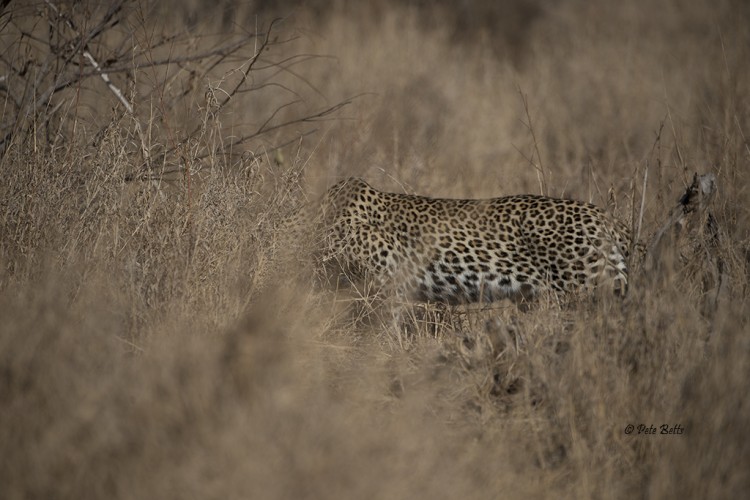 Leopard Tamboti 82014.jpg