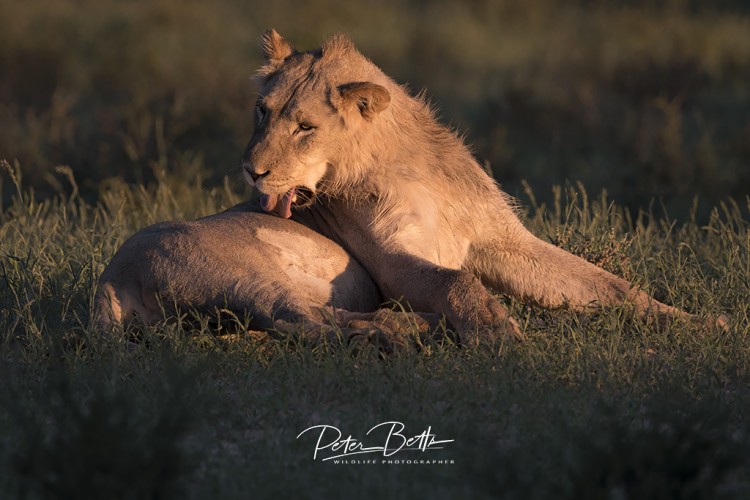 Licking Camp Lion.jpg