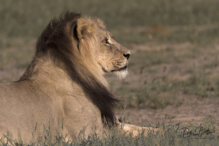 Portrait of a Lion.jpg