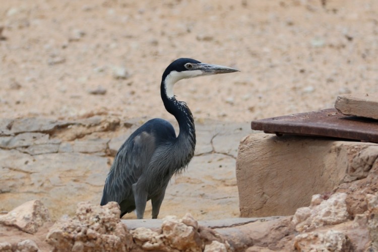 Black-headed Heron.JPG