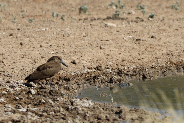 Hammerkop.jpg