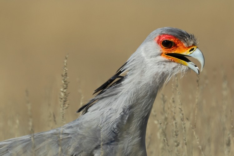 Secretary Bird.JPG