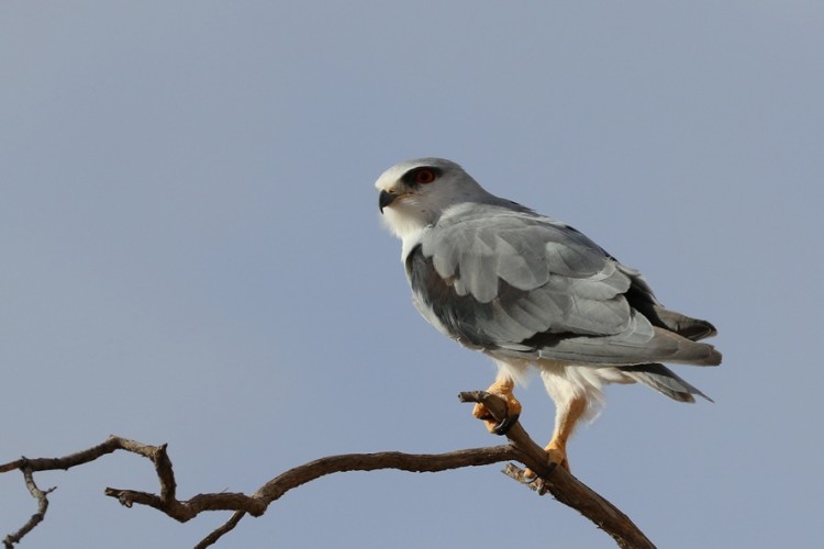 Black-shouldered.JPG