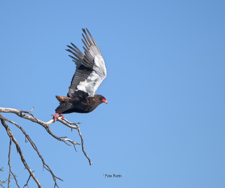 Bateleur Take Off.jpg