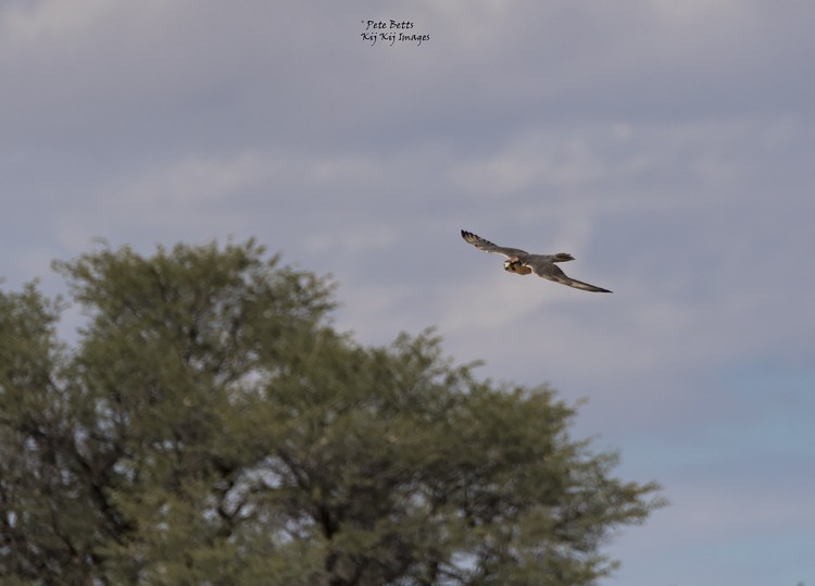 Lanner Falcon.jpg