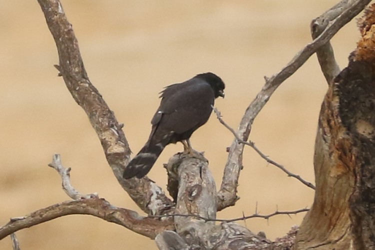 Gabar melanistic.JPG