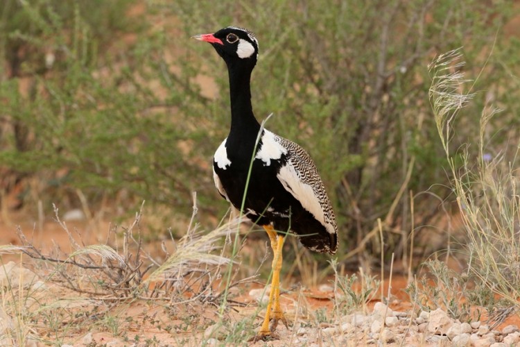 Northern Black korhaan.JPG