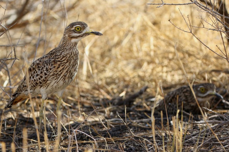 Spotted thick-knee.jpg