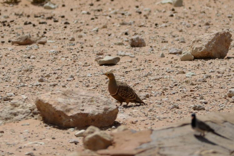 N Sandgrouse.JPG