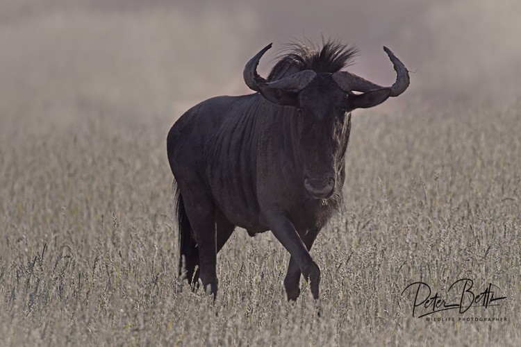 Backlit Wildebesst.jpg