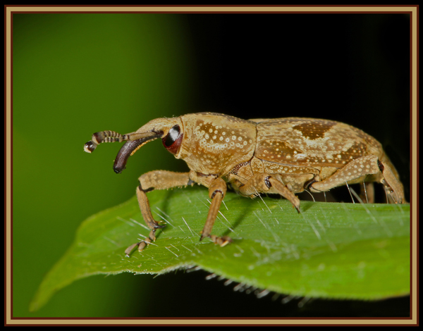 weevil.jpg